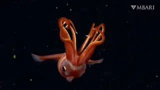 The octopus squid breaks the rules, having 8 arms instead of 10
