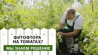 Фитофтора на томатах: простая и быстрая методика борьбы