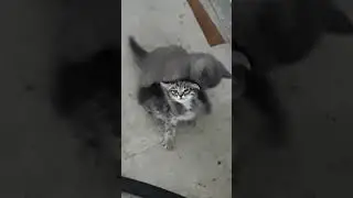 забавные котята🤣🙏