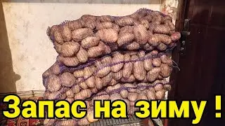 Какую картошку купить на зиму ? / Картошка Иван Да Марья картофель Пикассо