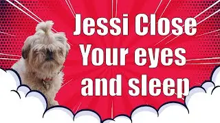 Cute puppy Jessi - Close your eyes and sleep #shihtzu #shihtzudog #shihtzupuppy #doglover