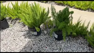 How to plant Fox Tail Ferns