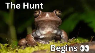 Hunting for the CHOCOLATE Frog! (Herping Colombia Part 1)