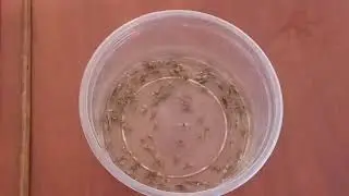 Катальпа - 