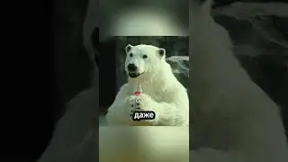 Белый медведь пьёт колу?! Что происходит в этом зоопарке! 🐻‍❄️