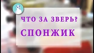 Что такое СПОНЖИК и как им работать?
