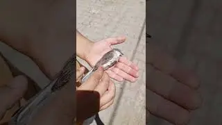 Susuzluktan Ölen Kuş
