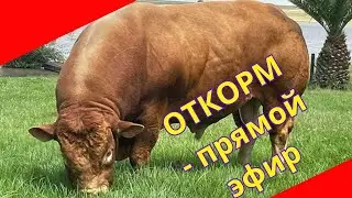 Откорм КРС особенности процесса