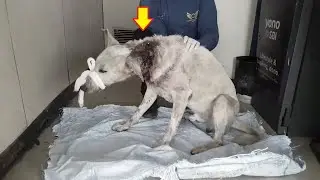 Rescue Stray Dog who was found with maggot wound on his neck