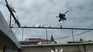 Бойные Голуби. Гоняем белохвостых. 22.03.20 Грузия. Тбилиси Roller Pigeons