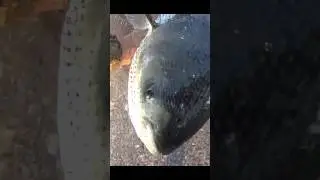 Новый вид рыбалки 😁 | Fishing NEW | 