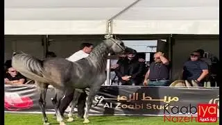 SHARIF AL SHEIKH . SHANGHAI EA BY WH JUSTICE & SERANZA BY KANZ AL BIDAYER