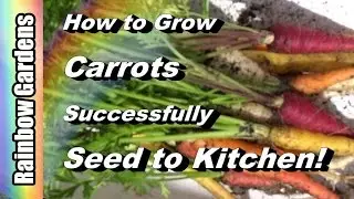 How to Grow Carrots 101 - Seed, Pests, Disease, Harvest, Use in the Kitchen! Complete w/ Examples!
