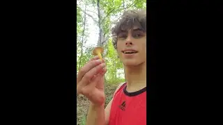 tasty yellow mushrooms