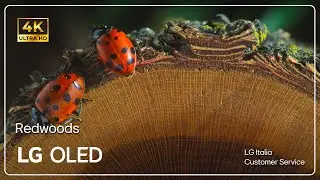 LG TVs | Official Demo video in 8K HDR 60 Fps 2023 | Redwoods