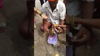 Amazing monkey at Tirupathi.