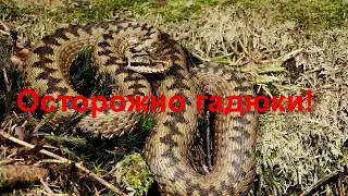 Осторожно гадюки! Невероятное видео!