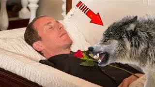 At a funeral, a wolf grabbed the dead man's throat. Then something terrible happened!