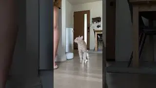 When mom makes dinner too slowly…