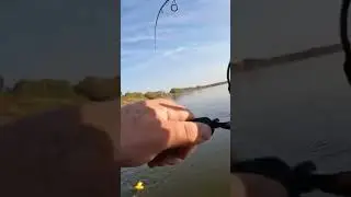 Поклевка судака Судак гнёт спиннинг ✅️✅️ 