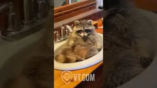 Raccoon Caught Pampering Himself in Bathroom Sink Spa 😂🦝🛁