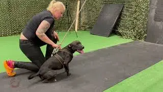 💕🐶Секрет здоровья и счастья вашей собаки!🐾