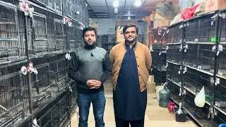 Multan Sunday Birds Market Rasheedabad 26 January 2025 | pakistan bird market video