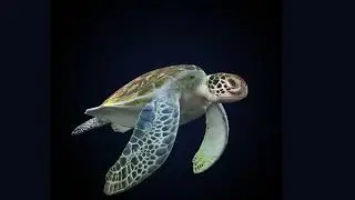 Turtle Green Screen