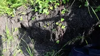 Усатая земляника