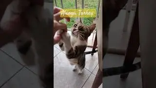 Мама-кошка и её котята в Турции Mommy cat. Kittens. Turkey 