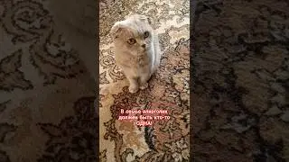 В семье кто-то ...🤣 #cat #озвучка #прикольнаяозвучка