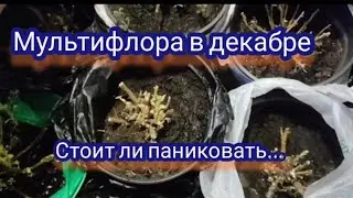 Хризантема мультифлора. Как зимует моя хризантема в погребе, что с ней происходит в декабре.