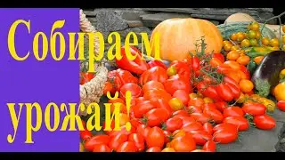 Собираю урожай: какие  овощи созрели на моём участке