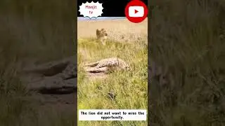 lion vs giraff fight 👹