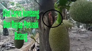 Cara Mencegah Pohon Nangka Mati Akibat Ulat Larva Kumbang Dan Rayap