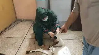 lady slaughter goat/ Eid vlog