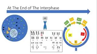 Meiosis and the variation of gametes