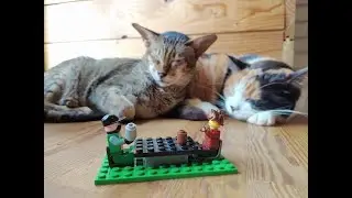 Cat Cafe in Lviv. Kindom of Cats