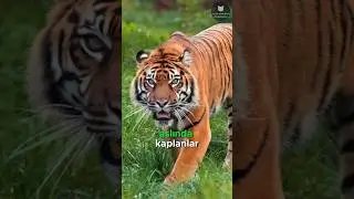 Kaplanlar Neden Turuncu? 🐅🟠🤔