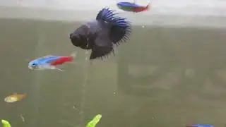 Betta Fish & Tetras Morning Feeding Time!