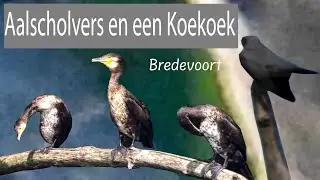 Aalscholvers en een Koekoek | Slingeplas Aalten