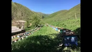 ДАГЕСТАН - ПАСЕКА В ГОРАХ - СЕЛЕНИЕ КУЛИ