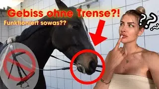 Ich reite meine Pferde nur mit Gebiss? Funktioniert sowas?! annchenaugustine