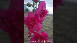 DELİMİYİM AŞIK OLURMUYUM BEN