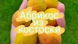 Абрикосы из косточек. Зимостойкие абрикосы.