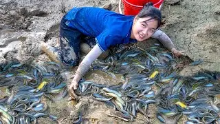 Harvesting Lots Of Big Many Turtles in Wild Mud Pond Goes To Market Sell | Ella - Free Bushcraft