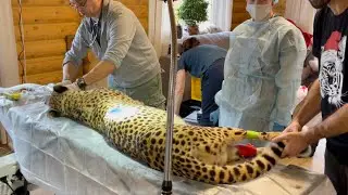 Gerda the cheetah has a surgery! First time under anesthesia.