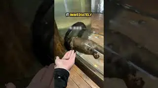 the otter wanted to know what the gift was ❤️