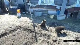 Медвежата дерутся