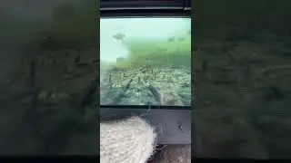 Китайская камера показала окуня, но брать он не захотел. Наступает глухозимье .